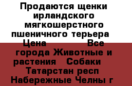 Продаются щенки ирландского мягкошерстного пшеничного терьера › Цена ­ 30 000 - Все города Животные и растения » Собаки   . Татарстан респ.,Набережные Челны г.